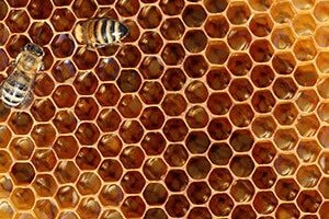 honey bee space