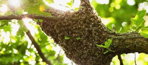 Beekeeping Topics Article American Bee Journal