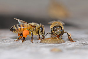 bees drinking honey