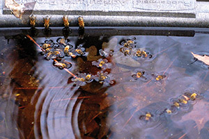 bees loading water on edge of tub