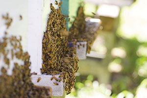 field-guide-to-beekeeping-abj-april