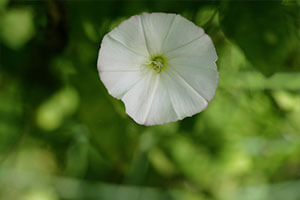 Convolvulaceae - The Morning Glory Family