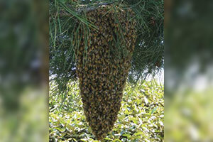 large honeybee swarm