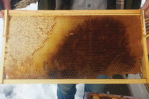 large brood nest frame dead honeybees