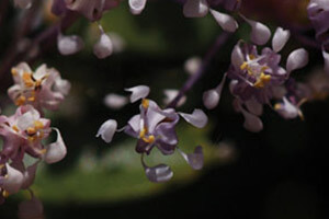 Ceanothus Flowers