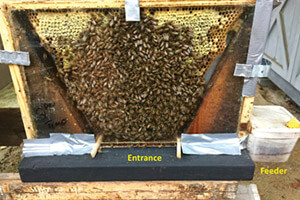 honey bee biology - hive