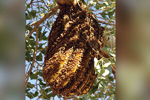 feral bee colony