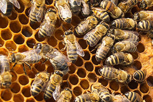 honeybees on frame