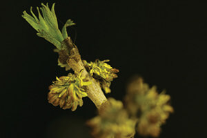 Fraxinus Americana male flowers