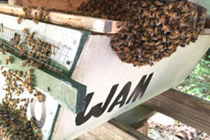 summer bee swarm