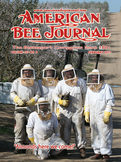 LeFore Honey Farms Crew placing pallets of bees in blooming California almond groves