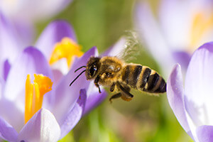 honey bee nutrition