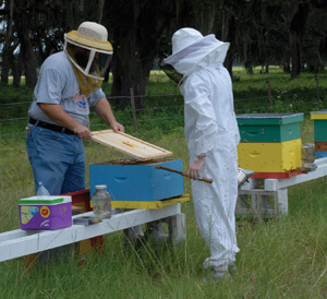 Conducting a Hive Inspection