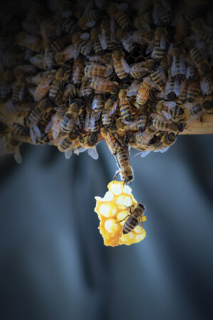bees holding onto honey comb