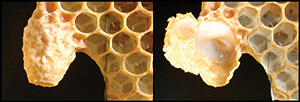 queen cell beekeeping