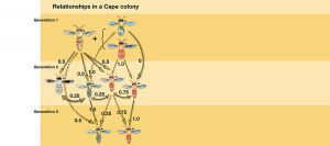 Relationships of Cape Colony