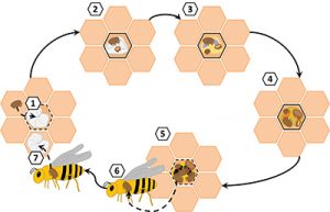 honey bee reproduction affects pyrethroid resistance in varroa