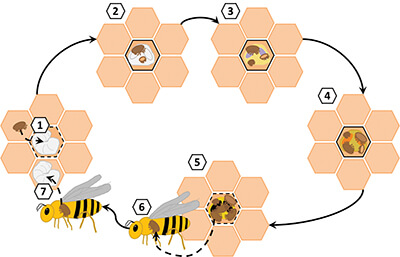 honey bee reproduction affects pyrethroid resistance in varroa
