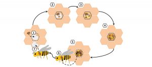 Reproduction Affects Pyrethroid Resistance in Varroa