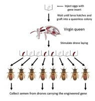 Genetic Engineering Honey bee