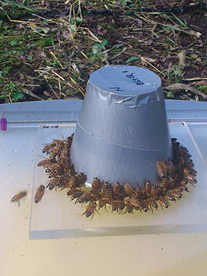 Bees on a feeder