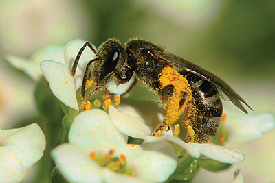 Loose Pollen Bee on Flower