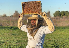beekeeper with frame of bees