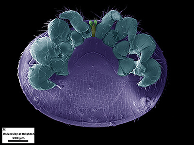 Close up image of mite