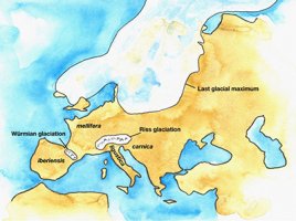 Evolution of European Apis mellifera races