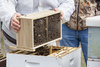honeybee nucleus Nuc Boxes for honey bees Bee Pro Nucs swarm catcher beekeep 