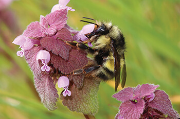 Regenerative Agriculture Can Help Save the Bees