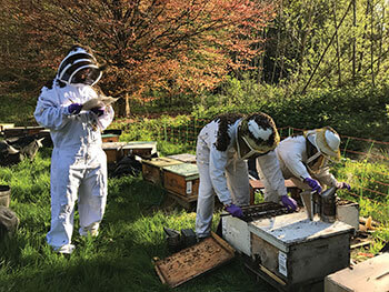 beekeepers tending to hives