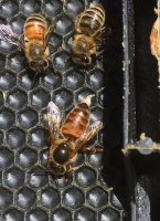 honey bee genetics
