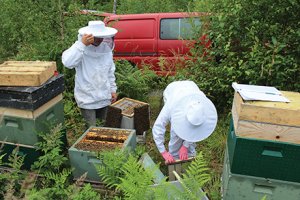 beekeepers inspecting hives
