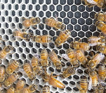 Beekeeping Basics ABJ September 2018