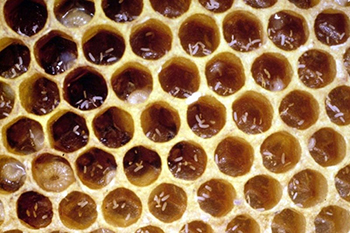 honey bee cells