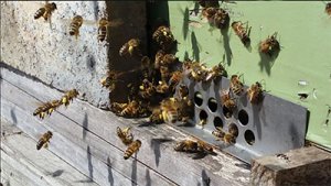 honey bees entrance hive