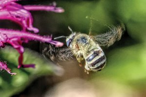 honey bee wings in motion