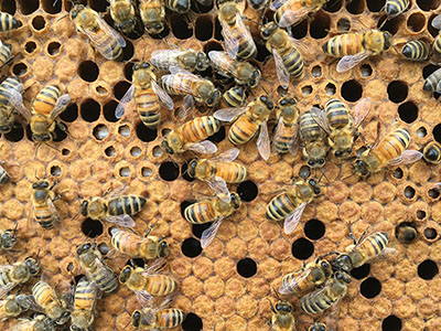 honey bees comb