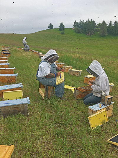 beekeepers inspecting hives