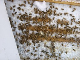 dead out beekeeping honey bees