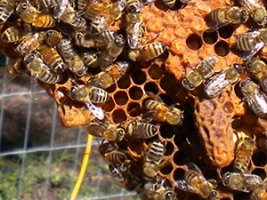 beekeeping basics hive splitting