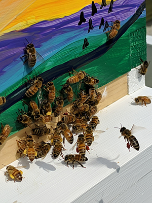 bees on exterior of painted hive