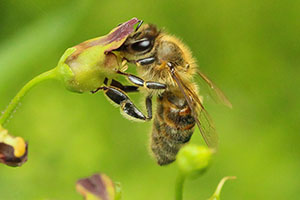 honey bee apis melifera