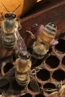 honey bee purple pollen