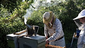 Beekeeper tending to Beehive with Smoker