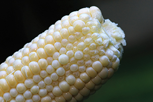 under-fertilized-corn