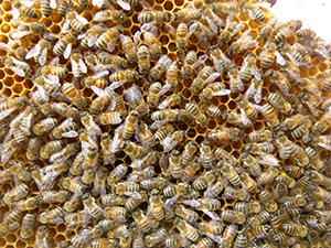 searching for queen in colony of bees
