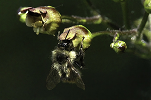 Bee on figwort