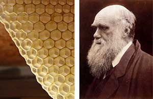 Darwin-Honey-Comb